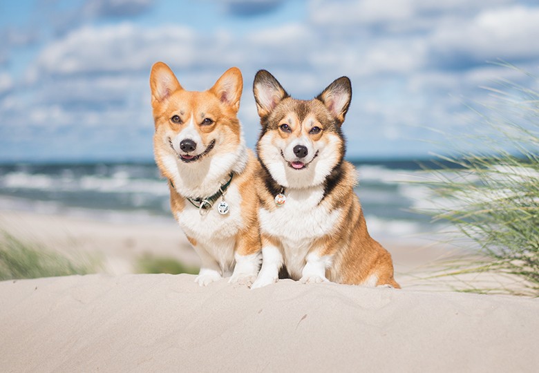 Animal Hospital in Miami, FL | Veterinarians in Miami, FL